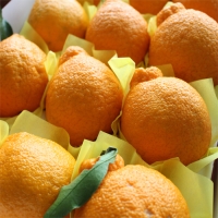 한라봉3KG(13~15)*2