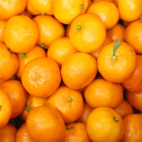 노지감귤 5kg(2L)