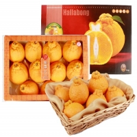 한라봉3kg 8~11입