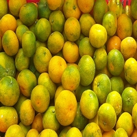 극조생 노지감귤 5kg(M~L)