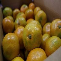 조생 노지감귤 5kg(중간귤)