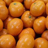 제주 노지감귤 5KG(2L)