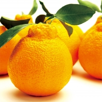 한라봉2KG(6~9)*1box