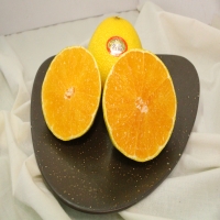 황금향 선물세트 3kg(8-12입)