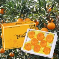 천혜향2kg(8~12)*3