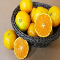 하우스감귤 황금알3kg(L)