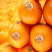 노지감귤 귤림원3kg(벌크)