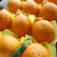 [제주감귤농협] 한라봉3kg 12~15입