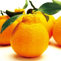 (고당도)한라봉 4.5kg