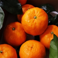 카라향 2kg*2박스