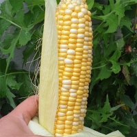 제주 초당 옥수수(20개입)