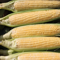 (미니)  제주 초당 옥수수(10개입)