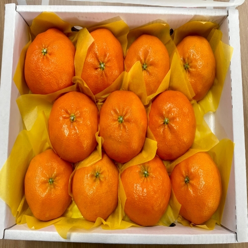 레드향2.5kg(9입~13입 ) 선물용