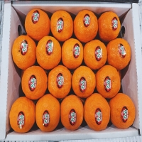 제주 카라향 3kg (30~45입) 선물용