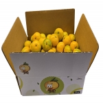 하우스감귤 황금알2.5kg(소과, 벌크)