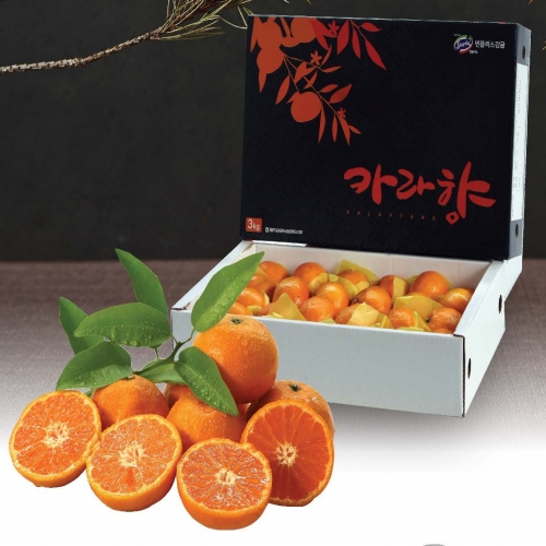 제주 카라향 3kg(15~20입)-선물포장